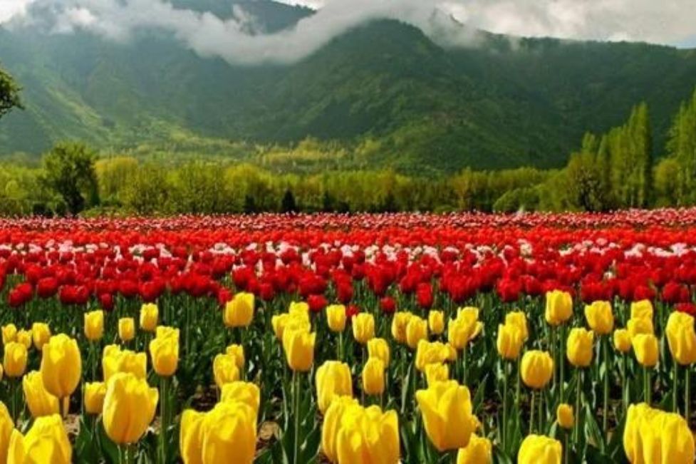 Tulip Garden