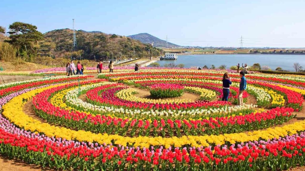 Image of the Tulip Garden in full bloom, showcasing vibrant tulips in various Exploring the Breathtaking Tulip Garden In Kashmir. colors against the backdrop of the Himalayas.