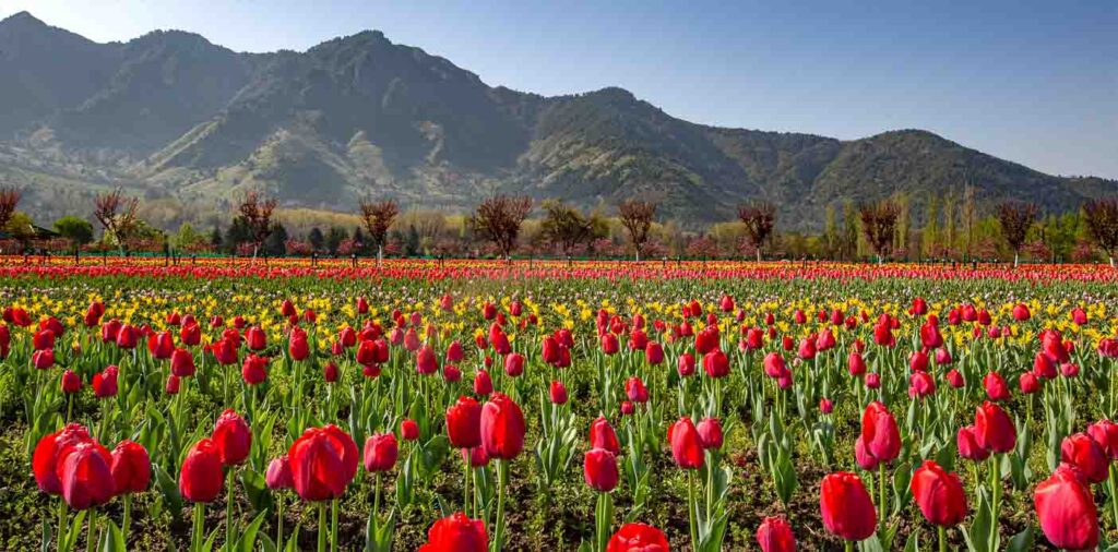 Tulip Festival Tour Packages Kashmir