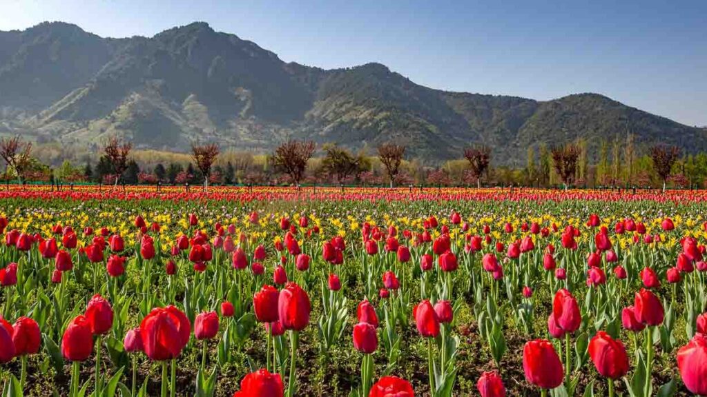  Kashmir tour package in Tulip 2025