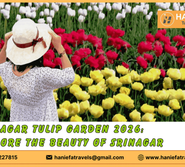 Srinagar Tulip Garden 2026