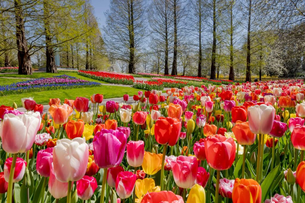  Kashmir tour package in Tulip 2025