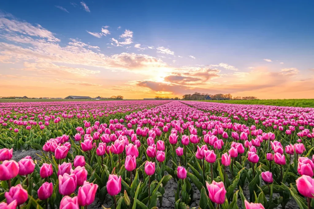 Kashmir Tulip Garden 2025