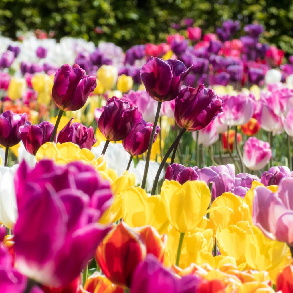 Tulip Festival Tour Packages Kashmir