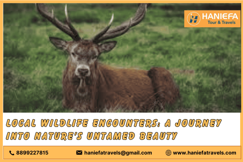 Wildlife Tours in Kashmir Kashmir Wildlife Safaris Kashmir Nature Tours Wildlife Watching in Kashmir Kashmir National Parks Tours Kashmir Animal Sightings Kashmir Bird Watching Tours Adventure Wildlife Tours Kashmir Kashmir Eco-Tours Wildlife Photography Tours in Kashmir