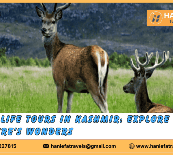 Wildlife Tours in Kashmir Kashmir Wildlife Safaris Kashmir Nature Tours Wildlife Watching in Kashmir Kashmir National Parks Tours Kashmir Animal Sightings Kashmir Bird Watching Tours Adventure Wildlife Tours Kashmir Kashmir Eco-Tours Wildlife Photography Tours in Kashmir