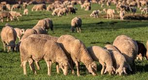 local wildlife encounters