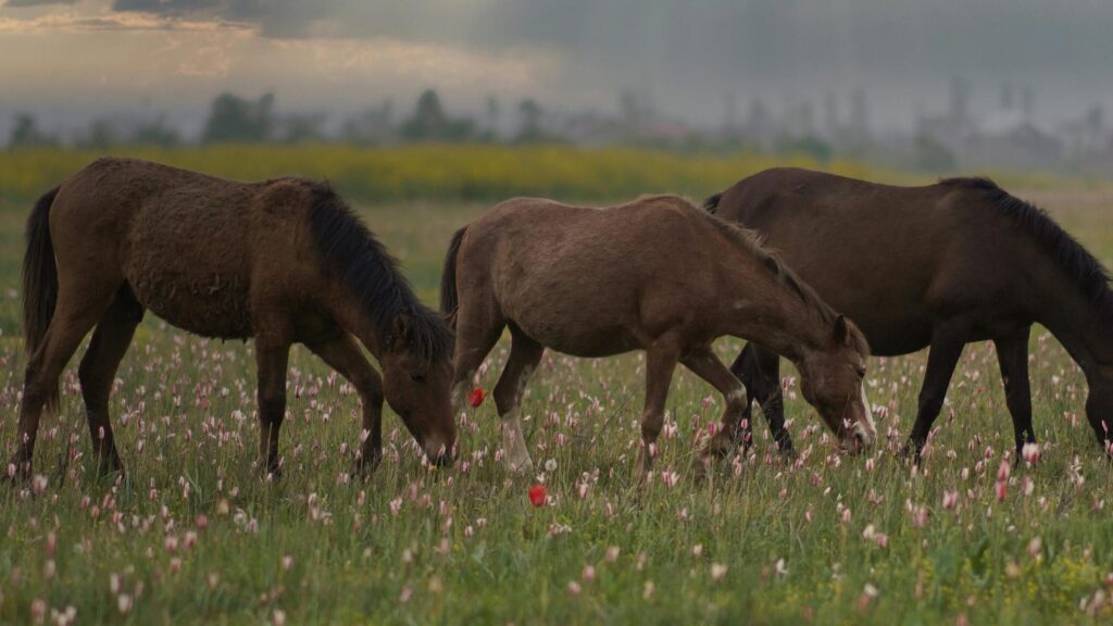 Kashmir holiday packages