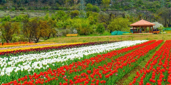 Visiting Kashmir in spring