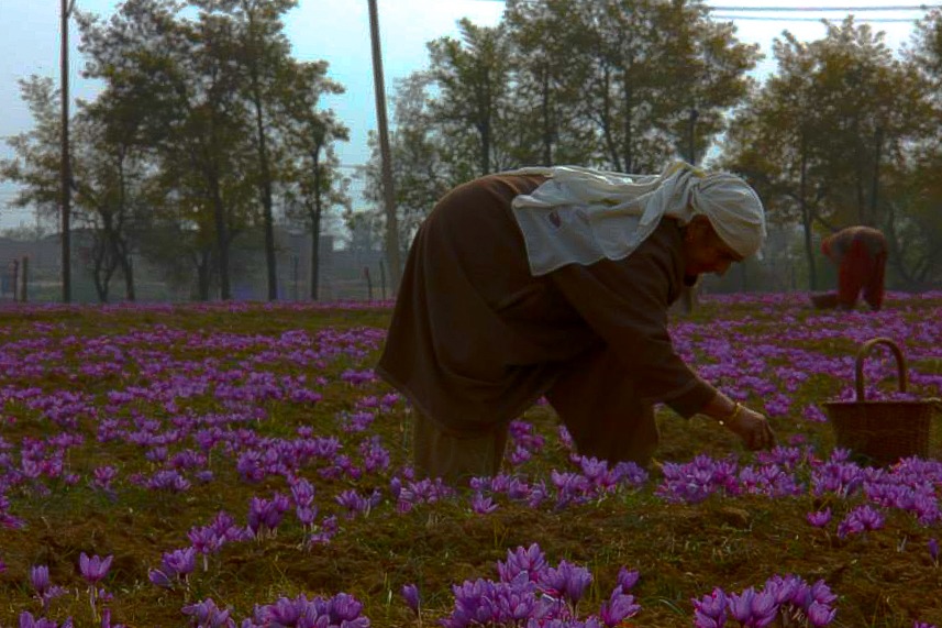 Kashmiri saffron