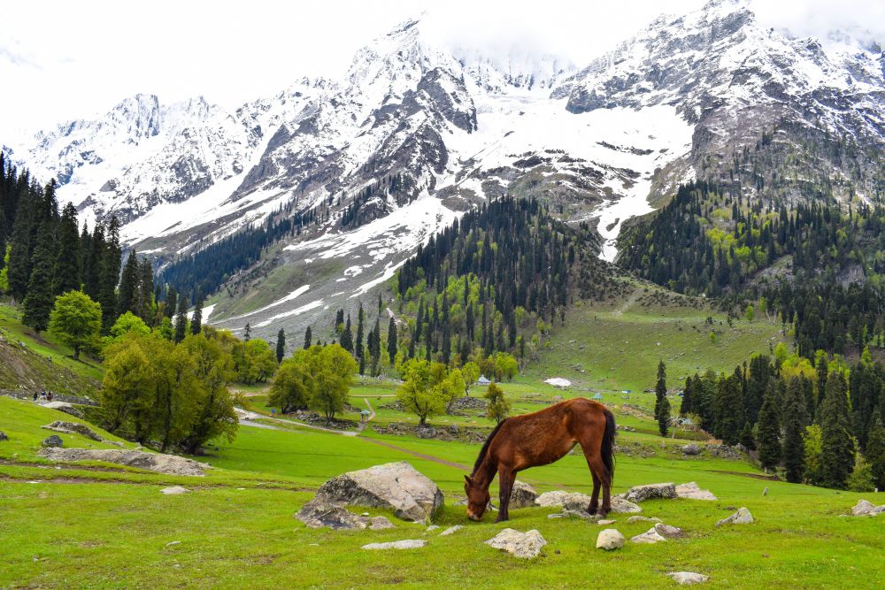 Outdoor Adventures in Kashmir