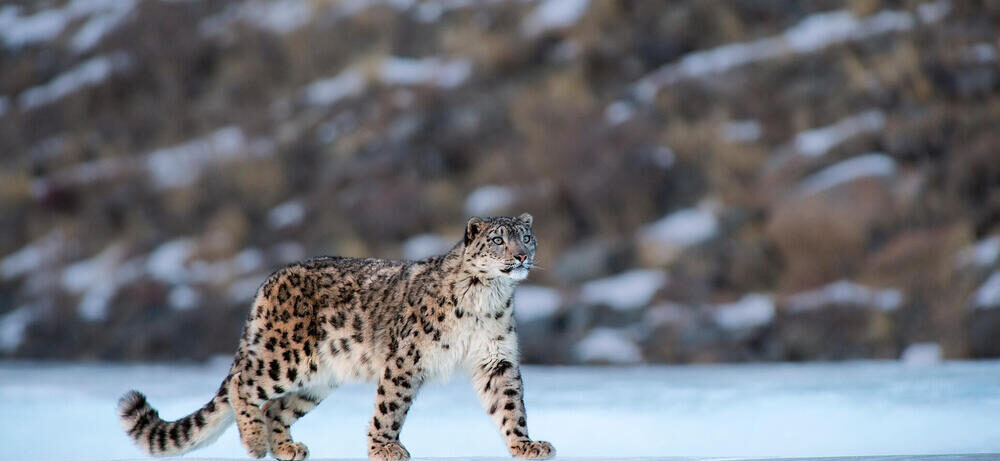 local wildlife encounters