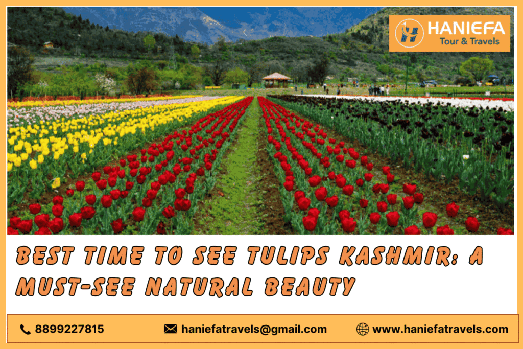 Best time to see tulips Kashmir