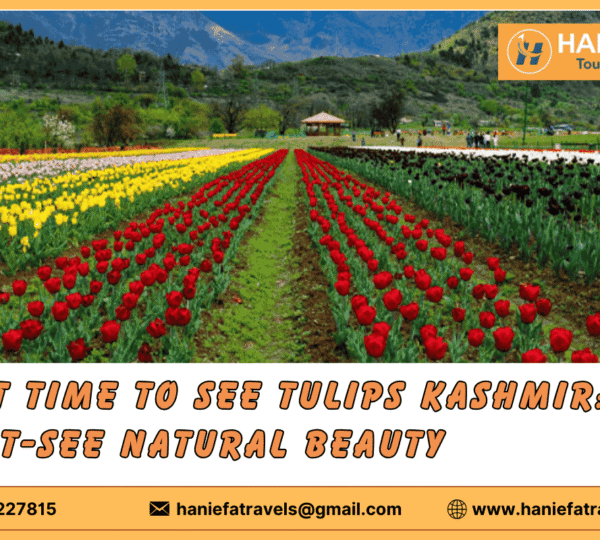 Best time to see tulips Kashmir