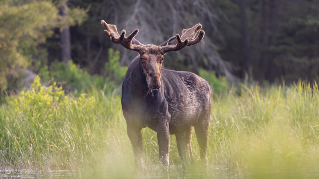 Wildlife Tours in Kashmir
Kashmir Wildlife Safaris
Kashmir Nature Tours
Wildlife Watching in Kashmir
Kashmir National Parks Tours
Kashmir Animal Sightings
Kashmir Bird Watching Tours
Adventure Wildlife Tours Kashmir
Kashmir Eco-Tours
Wildlife Photography Tours in Kashmir