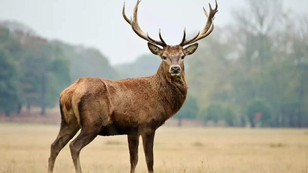 Wildlife Safari Dachigam National Park