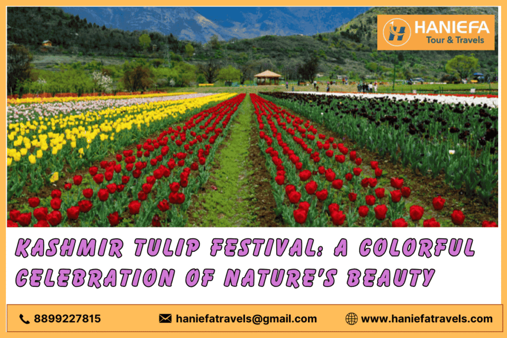Kashmir Tulip Festival
