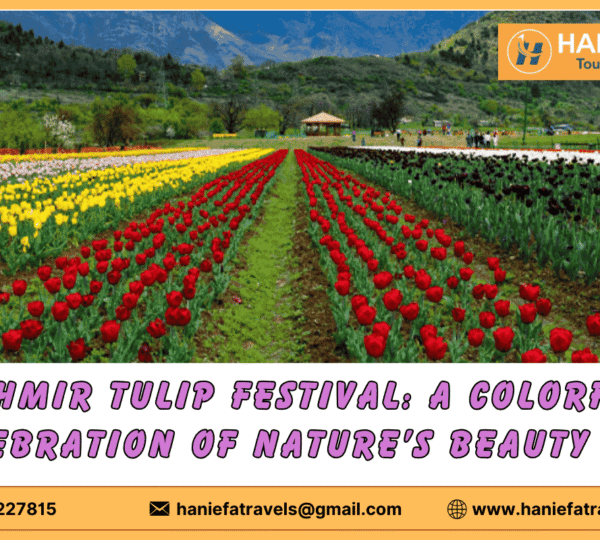 Kashmir Tulip Festival