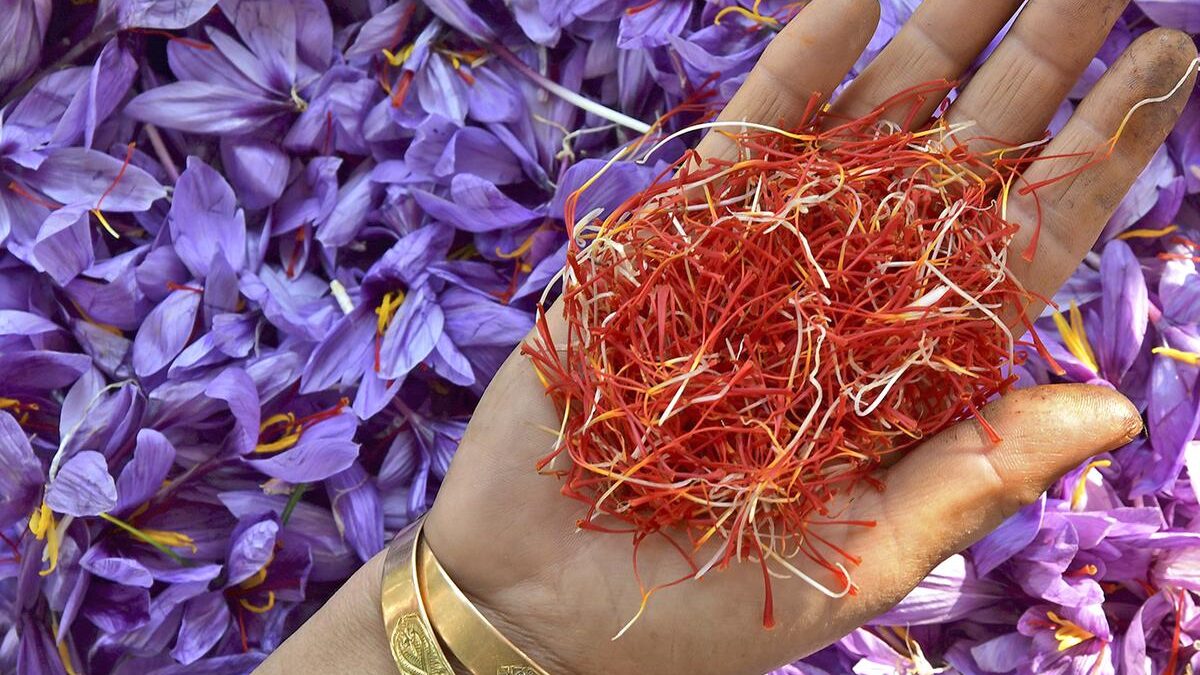 Kashmiri saffron