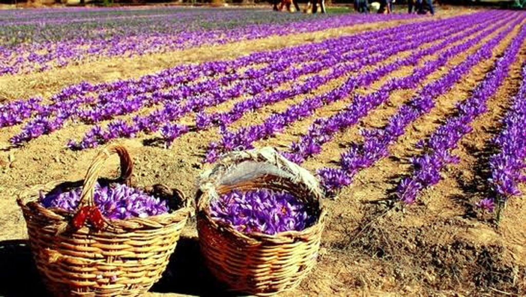 Kashmiri saffron