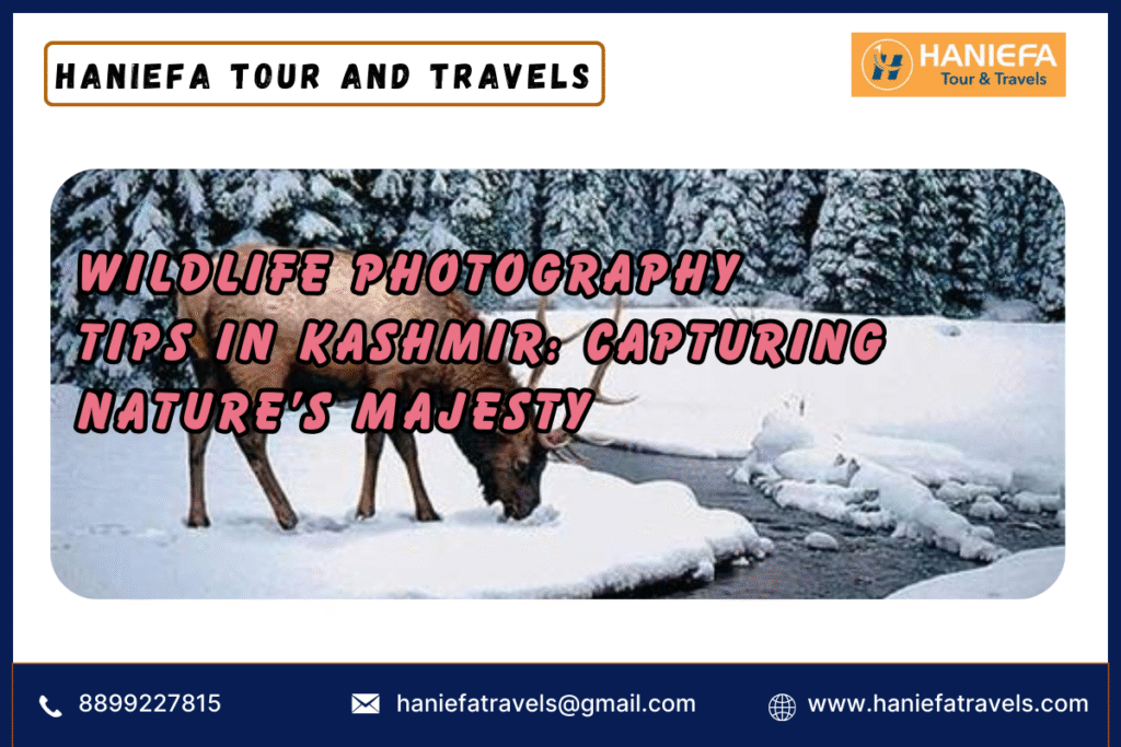 Wildlife Photography Tips in Kashmir
