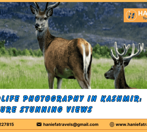 Best wildlife photography spots in Kashmir Wildlife photography tips for Kashmir Capturing Kashmir's wildlife Kashmir wildlife photo tours Birdwatching and photography in Kashmir Wildlife conservation in Kashmir Snow leopards in Kashmir photography Scenic landscapes for wildlife photography Ethical wildlife photography practices Local guides for wildlife photography in Kashmir
