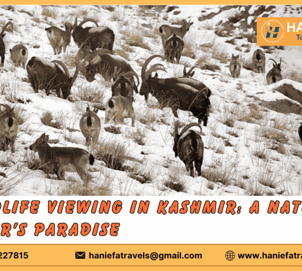 Wildlife viewing in Kashmir