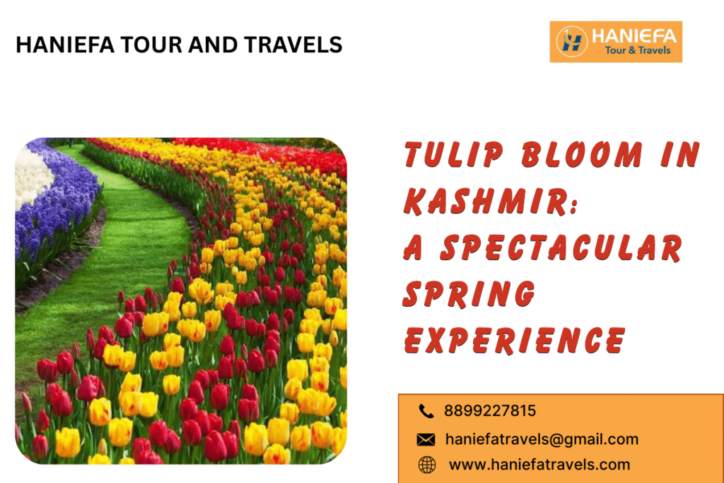 Tulip Bloom in Kashmir
