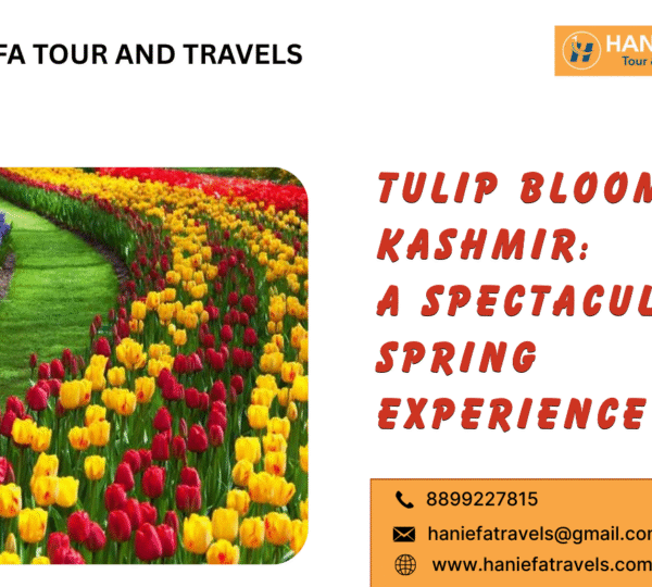 Tulip Bloom in Kashmir