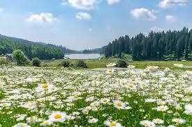 best places to visit in Yusmarg
things to do in Yusmarg Kashmir
tourist attractions in Yusmarg
Yusmarg travel guide 2025
Kashmir hidden gems 2025
how to reach Yusmarg
Yusmarg sightseeing
Yusmarg itinerary for 2025
top tourist places in Kashmir
Kashmir offbeat destinations