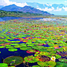 lakes in Kashmir

top lakes to visit in Kashmir

Dal Lake Srinagar

Nigeen Lake Kashmir

Wular Lake tourist guide

best time to visit lakes in Kashmir

houseboat stay in Kashmir

Gangbal Lake trek

Manasbal Lake Kashmir

Kashmir lake itinerary
