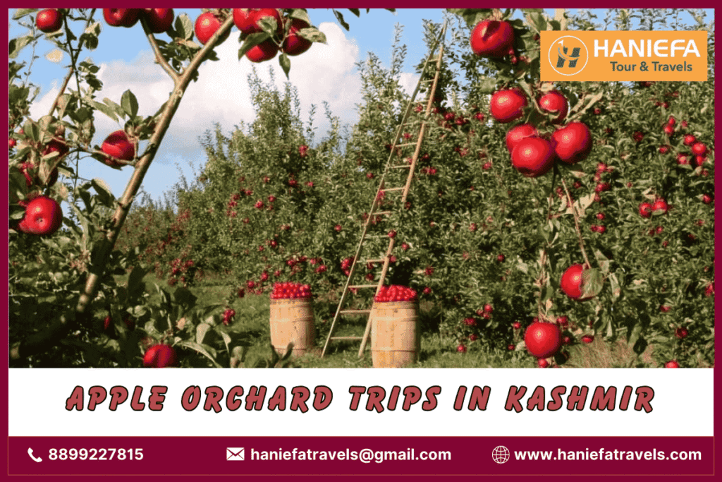 Apple orchard trips in Kashmir