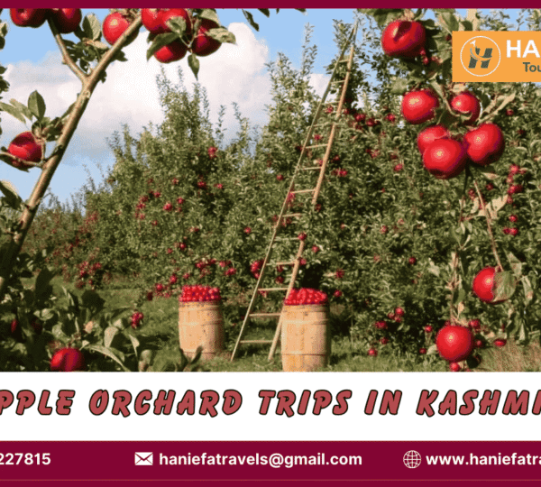 Apple orchard trips in Kashmir