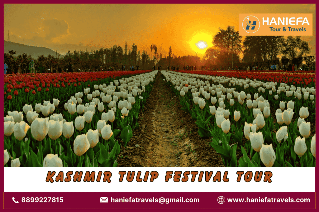 Kashmir Tulip Festival tour