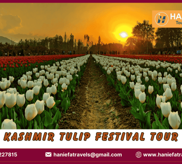 Kashmir Tulip Festival tour