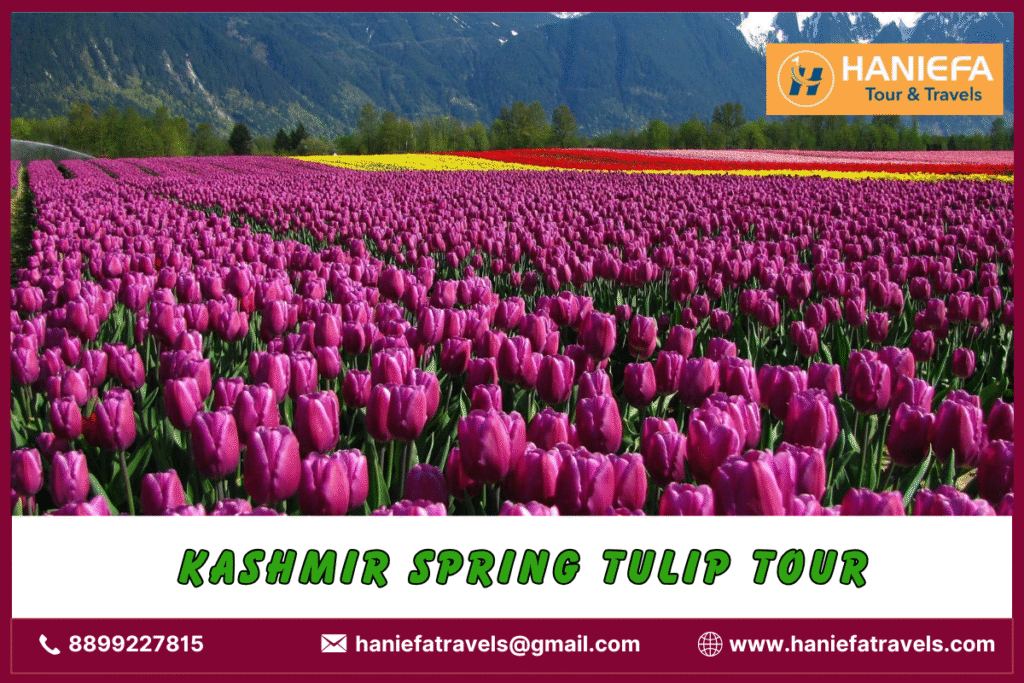 Kashmir spring tulip tour