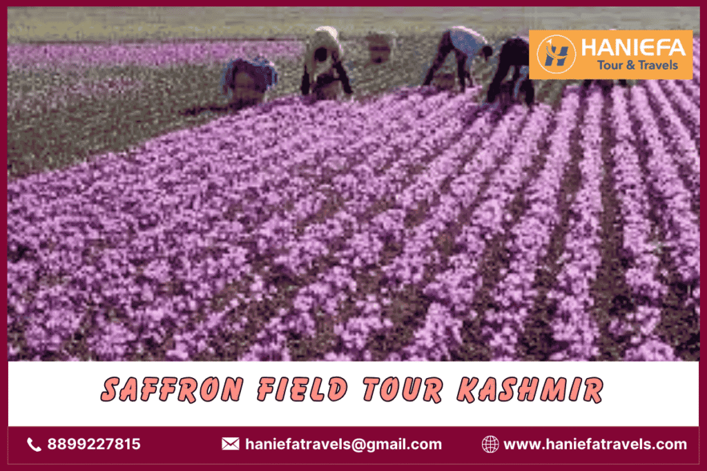 Saffron field tour Kashmir
