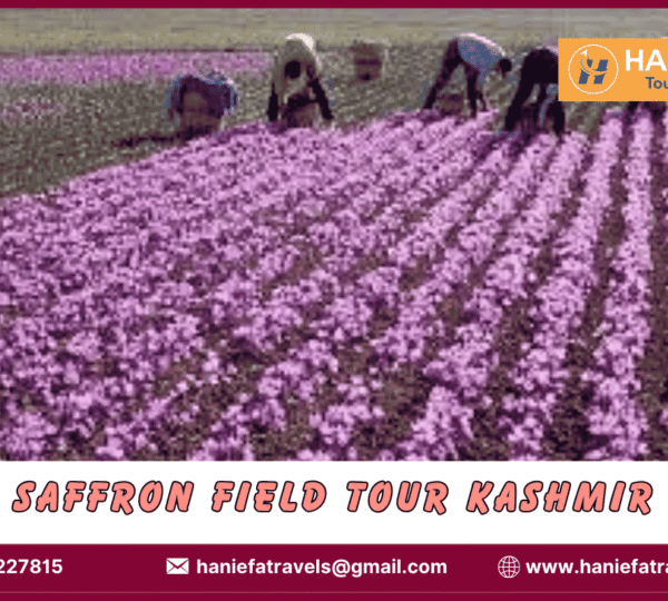 Saffron field tour Kashmir