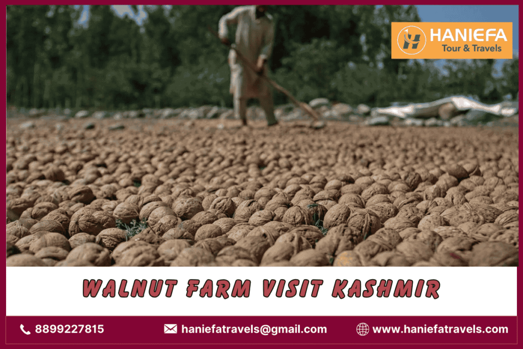 Walnut farm visit Kashmir