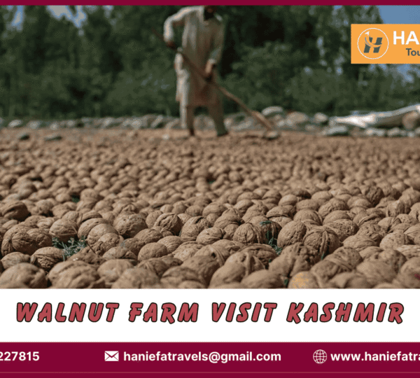 Walnut farm visit Kashmir