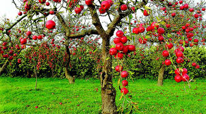 Apple orchard trips in Kashmir