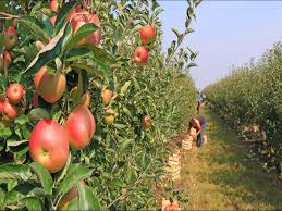 Apple orchard trips in Kashmir