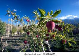 Apple orchard trips in Kashmir