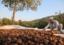 Walnut farm visit Kashmir