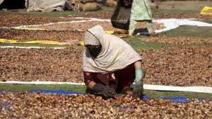 Walnut farm visit Kashmir
