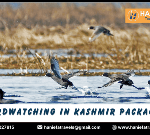 birdwatching in Kashmir packages