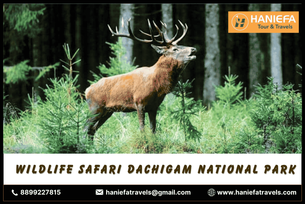 Wildlife Safari Dachigam National Park